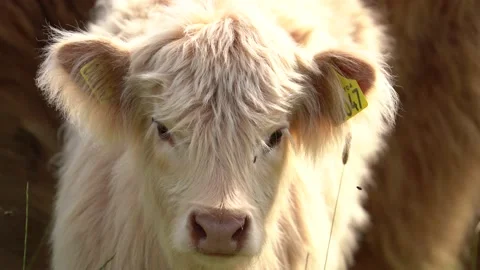 White Highland Calf 4K Stock Footage 200417037