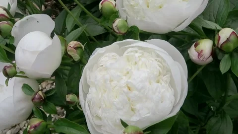 White highly scented and fragrant peony Duchesse de Nemours Stock Footage 155926088