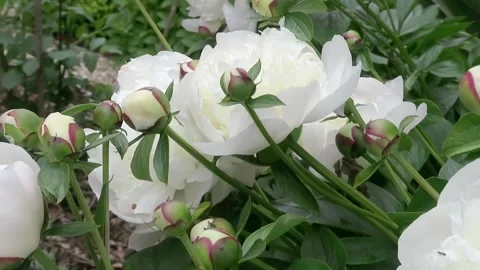 White highly scented and fragrant peony Duchesse de Nemours Stock Footage 155926096