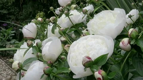 White highly scented and fragrant peony Duchesse de Nemours Vidéo 155926097