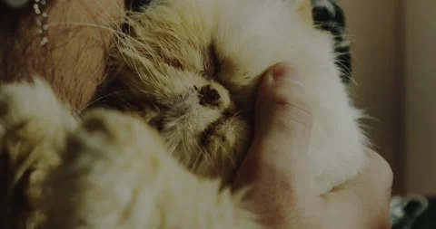 White Himalayan cat sleeps at the hands of the owner while being caressed 0:33 Stock Footage 156459913