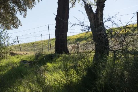 A white Hispanic mastiff between two trees keeps a land near Grimaldo Stock Photos