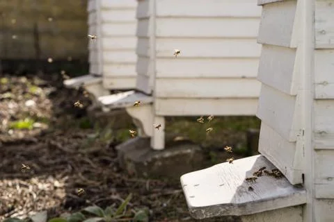 White Hives and lots of Bees Stock Photos
