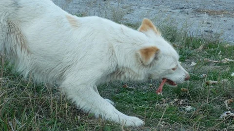 White homeless dog eats bones Stock Footage 120283854