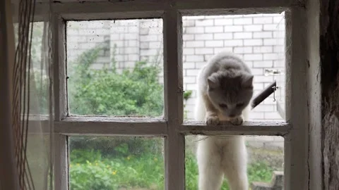 A white, homeless kitten jumps into the window of an old, dirty window. Stock Footage 336665624