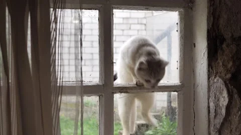 A white, homeless kitten jumps into the window of an old, dirty window. Stock Footage 337594929