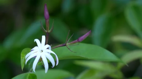 White Honeysuckle Flower, 4K Stock Footage 50144739