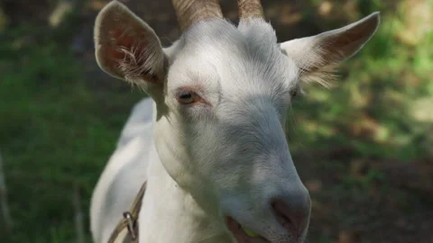 White horned goat looking at the camera against a blurry natural background 스톡 동영상 220087893