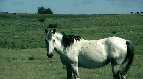 White Horse 01 Stock Footage 10578765
