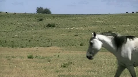 White horse 02 Stock Footage 10576984