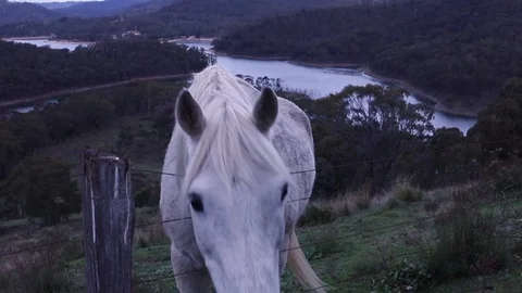 White Horse 1 Stock Footage