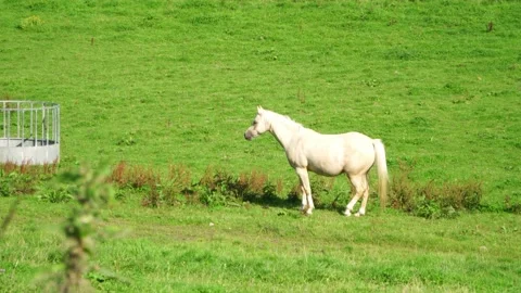 White Horse 1 Video stock 167291269