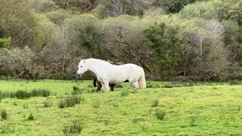 White horse and brown foal on the meadow Stock Footage 314505053