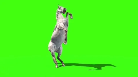 White Horse Attacks Animals Green Screen 3D Rendering Animation Vidéo 80452368