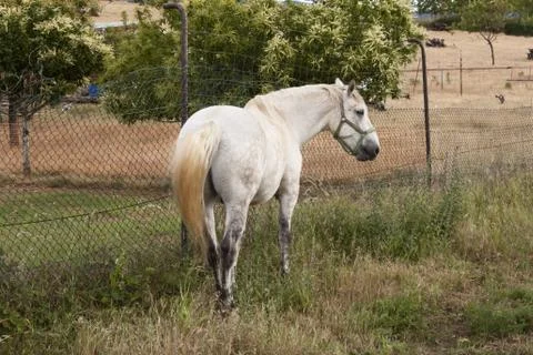 White horse back. Stock Photos