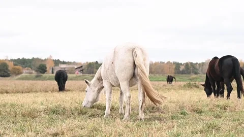 White horse back view. herd of horses walking on pasture eating fresh grass Stock Footage 305652427
