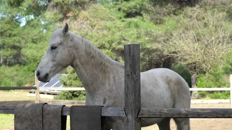A white horse in a barn turning to the camera Video stock 140397741