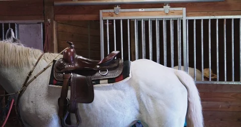 White horse being led through barn Stock Footage 86225337