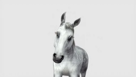 White Horse bends down then comes up and shakes his head Stock Footage 208473354