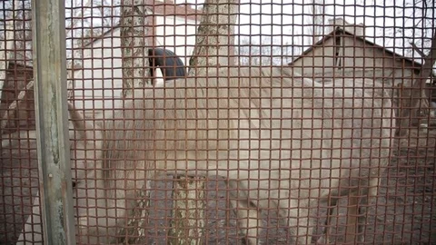 White horse in a cage Stock Footage 73259053