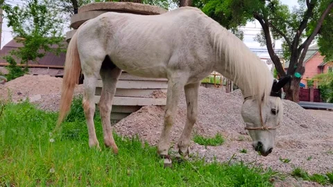 A white horse with a chain on its front legs nibbles grass Video stock 274477693