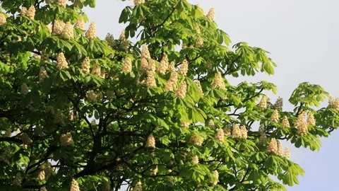 White Horse Chestnut Tree In Spring Stock Footage 345060421