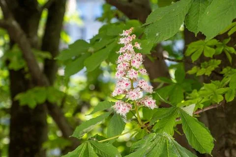 White horse-chestnut trees in full spring bloom line Paris parks and rivers.. Stock Photos