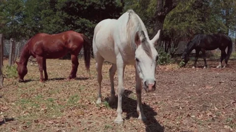 White Horse Chewing While Watching Camera Stock-Footage 345054155