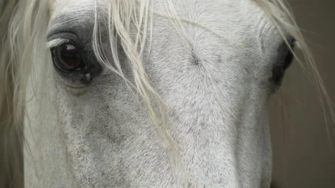 White horse close up Stock Footage 150249577