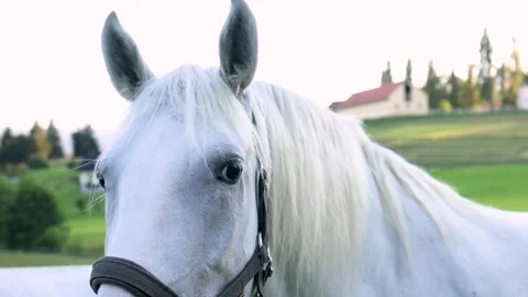 White horse close-up munching grass, rustic European landscape Stock Footage 248237467