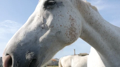 White horse close up, sniffs and tries to eat camera Stock Footage 111842504