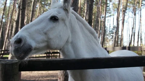 White Horse Close Up At Sunset Stock Footage 71459671