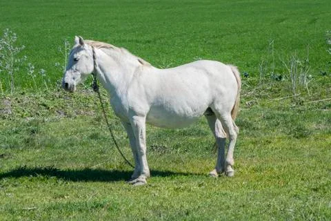 White horse in the countryside Stock Photos