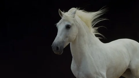 White horse in dark background 2K Stock Footage