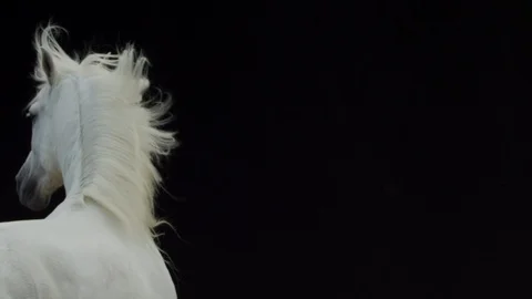 White horse in dark background 2K Stock Footage 107241982