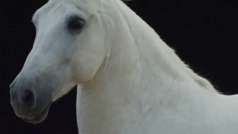 White horse in dark background 2K Stock Footage 107245357