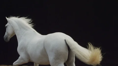 White horse in dark background 2K Stock Footage 107246743