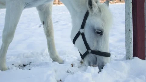 White horse digging in the snow close up Stock Footage 147925012