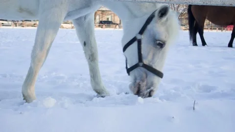 White horse digging in the snow close up Stock Footage 147925018