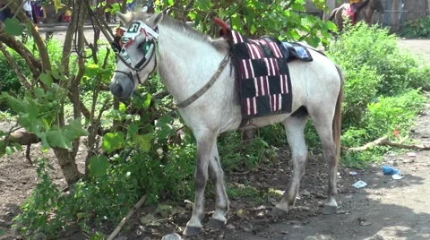 This white horse is dressed for work, as a means of transport. Stock Footage 51944986