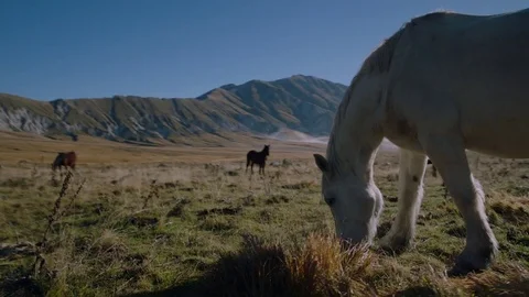 White Horse Eating Grass Stockbeeldmateriaal 75206830