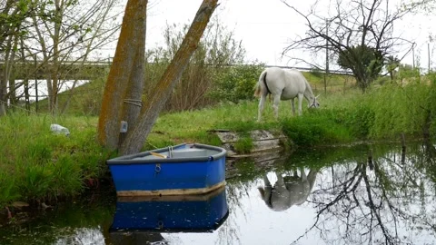 White horse eating grass reflected on a lake. Blue boat and trees Stock Footage 152104739