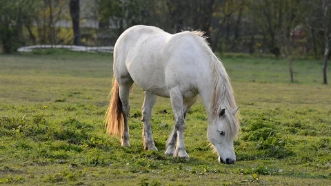White horse eats grass. Video stock 74830764