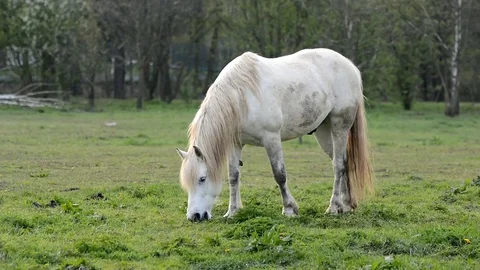 White horse eats grass. Stock Footage 74830806