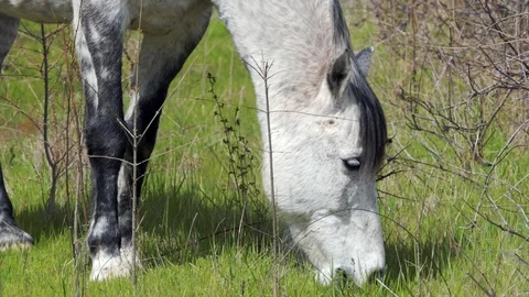 White Horse Eats Grass Video stock 88187798
