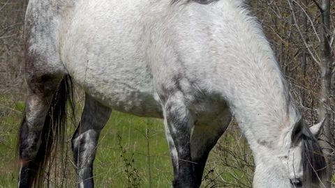 White Horse Eats Grass Stock Footage 88188753