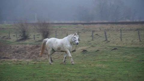 White horse eats grass. Landscape With Fog In Late Autumn. Stock Footage 128824108