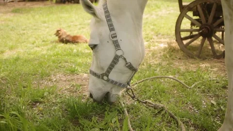 A white horse eats grass in a meadow Stock Footage 153754832