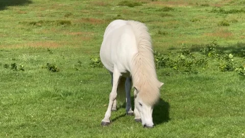 A white horse eats grass in a meadow in the rays of the setting summer sun. Silh Stock Footage 290002280