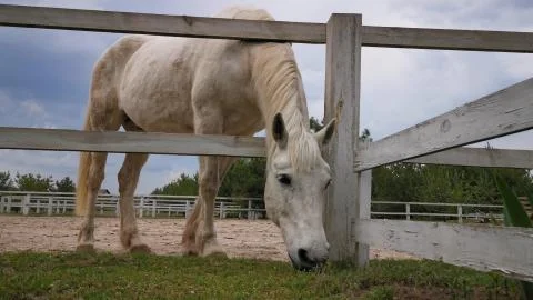 White horse eats grass through a wooden fence of a cattle pen. Against the Foto stock